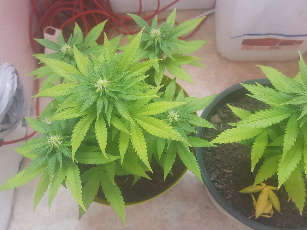 20200510_135948.jpg