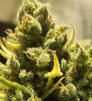 Gnagnaweed