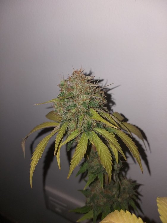 820729284_PurePunchCBD(21).thumb.jpg.401502734002650803de688b308ea8ce.jpg