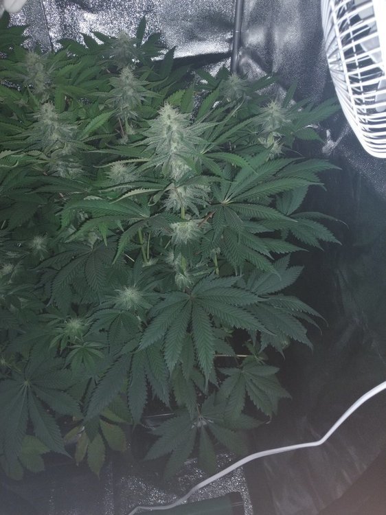 IMG_20200507_105027848.thumb.jpg.1bf419648d285a5004c6d703bf4a2d2f.jpg