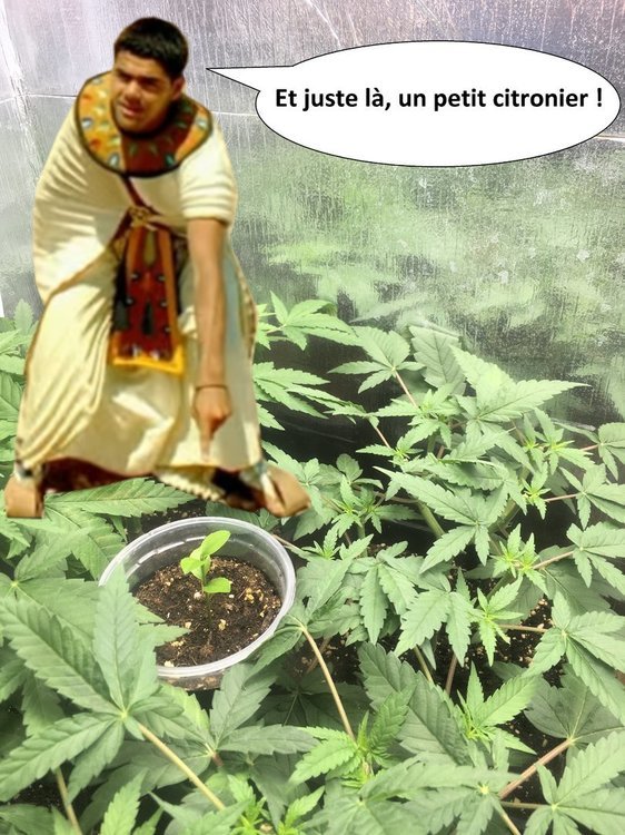 QDLM.JPG
