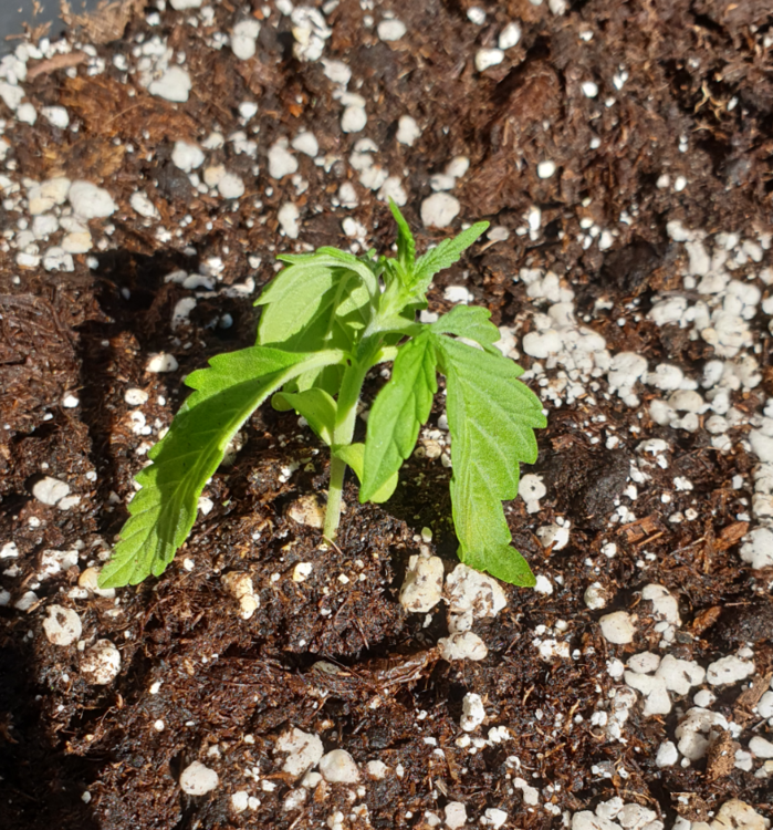 feuille_tombe_30_05_2020.png