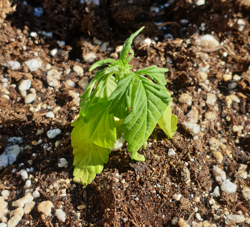 feuille_tombe_31_05_2020.png