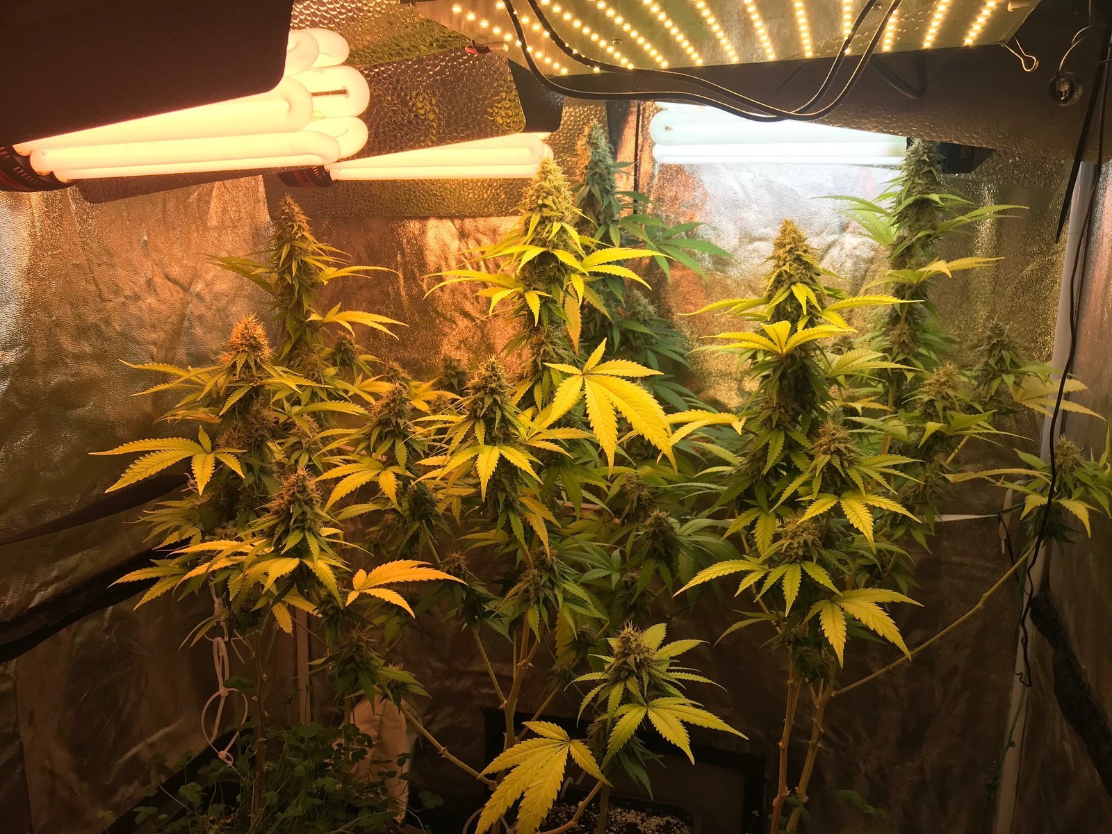 Big Bud sensi seed Start