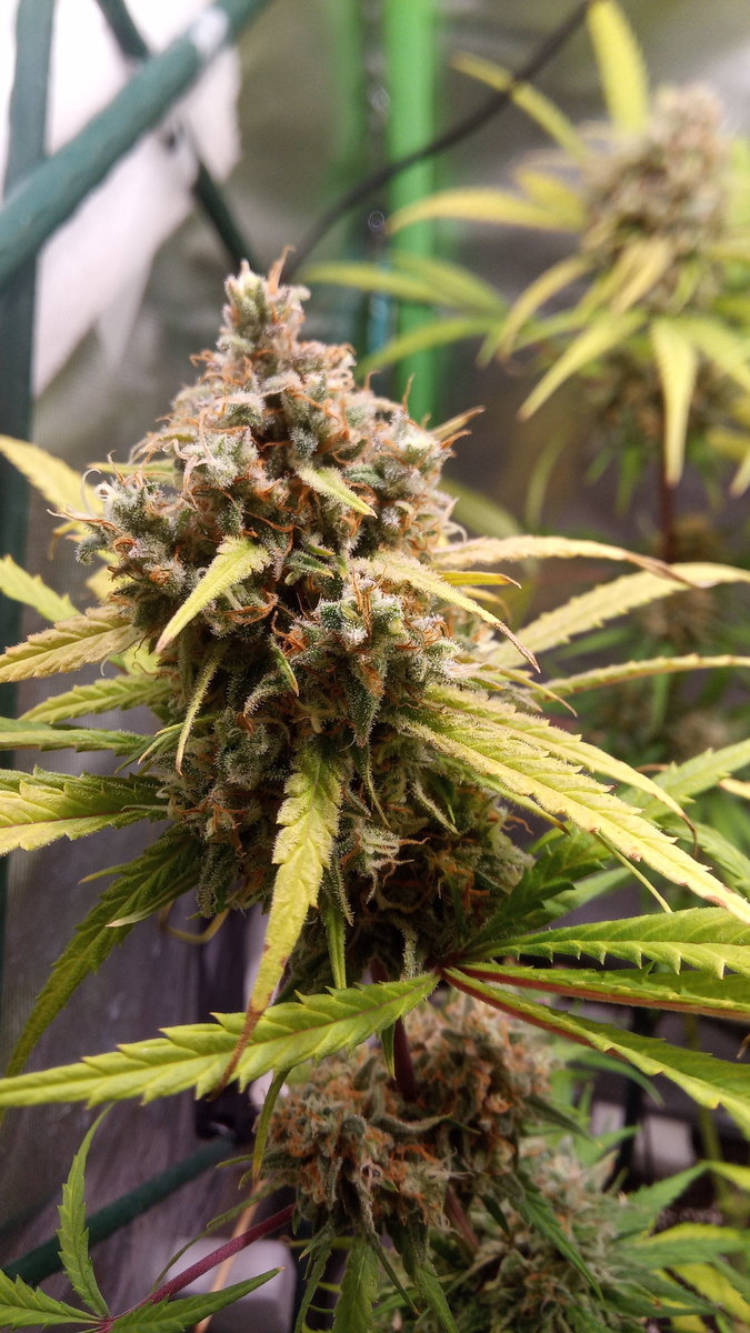 Purple punch dosidos / Amnesia