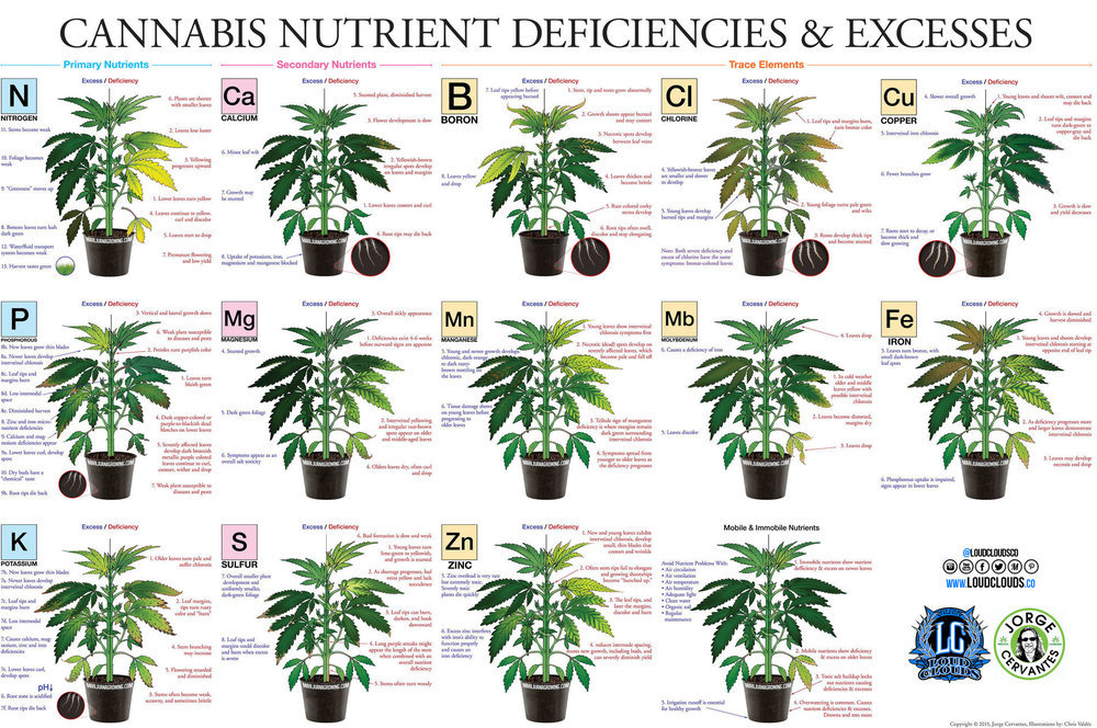 marijuana-deficiency-chart-jorge-cervantes.thumb.jpg.0bee93a18ff55c4e6e42077b0e40d442.jpg