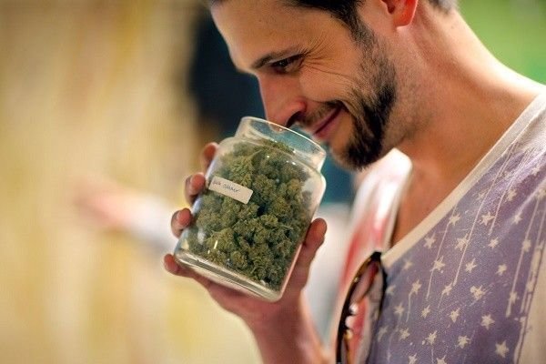 Mon métier : testeur de cannabis
