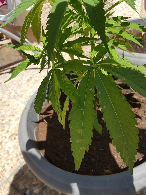 plant-malade.jpg