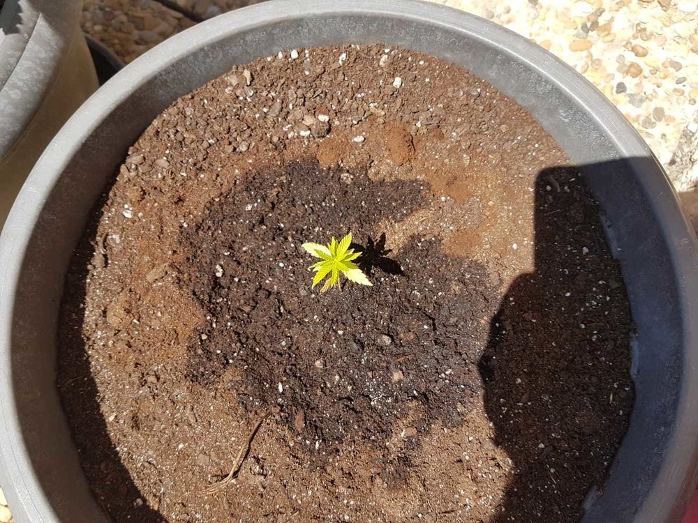 plant-rachitique.jpg