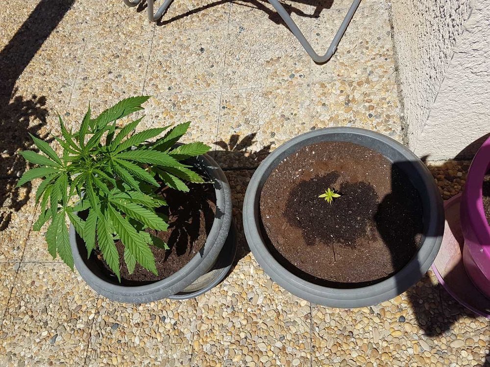 plants.jpg