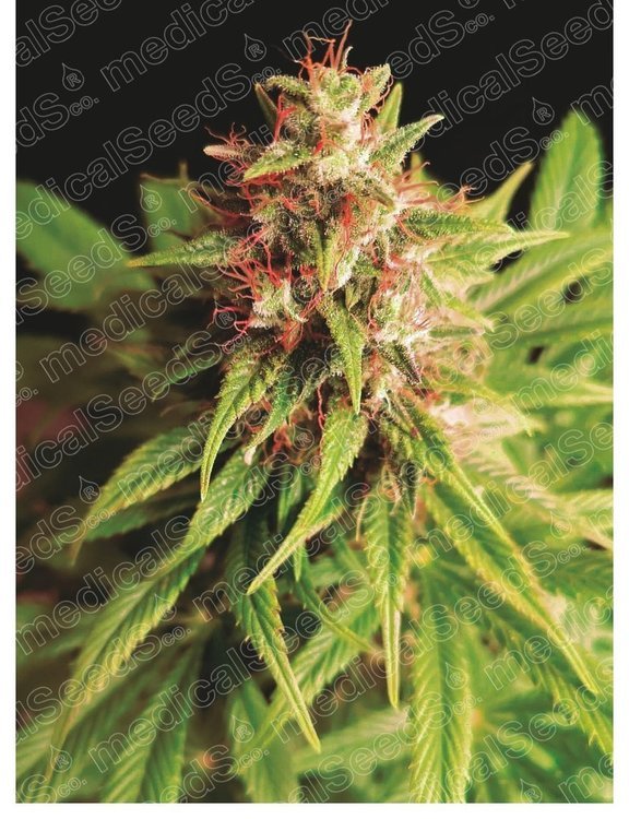 red-cross-cbd.jpg