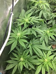 Gorilla glue.jpg