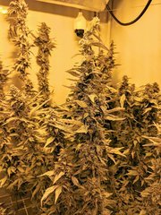 Strawberry Banana - Reserva Privada #2