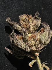 bluegelato.JPG