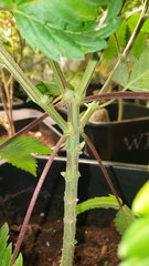 20200503_080551.jpg