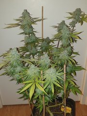 20200503_210951_crop_80
