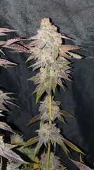 Animal cookie x Dosidos