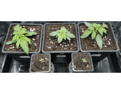 20200509_141705.gif