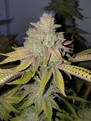 20200512_204943_crop_40