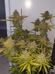 20200512_205122_crop_59