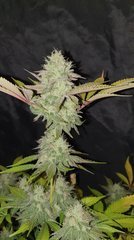 Sour Gelato 12/12+42