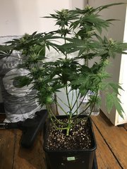 Gorilla glue 12/12+38.jpg