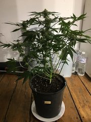 gorilla glue 12/12+38.jpg
