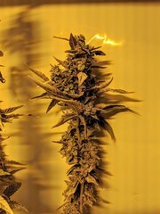 Strawberry Banana - Reserva Privada