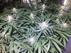 c99 la maman 12/12 +49.jpg