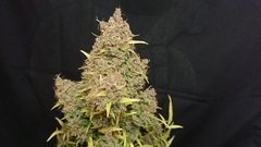 TCBA2 Cut 12/12+95