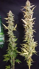 Cut Lemon Zkittle / Amnesia  12/12+96