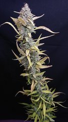 Amnesia2000 Cut 12/12+96