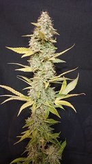 Lemon Zkittle 2000 Cut 12/12+96