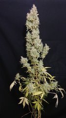 Sensi #11- pheno2 Cut 12/12+97