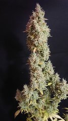Sensi #11- pheno2 Cut 12/12+97
