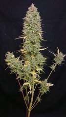 Sensi #11- pheno1 Cut 12/12+97