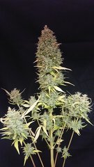Sensi #11- pheno1 Cut 12/12+97
