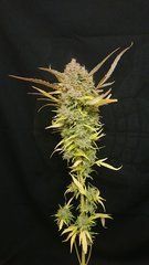 Amnesia - super strains cut 12/12+100