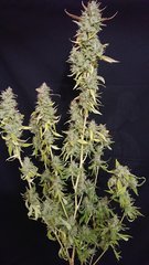 AK47