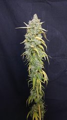 #32 phéno3 - Sensi seeds - Cut 12/12+109