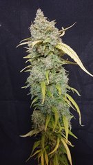 #32 phéno3 - Sensi seeds - Cut 12/12+109