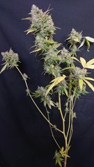 Guava Berry Kush phéno1 - Philosopher seeds - Cut 12/12+99