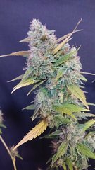 Guava Berry Kush phéno1 - Philosopher seeds - Cut 12/12+99