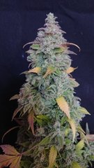 #11 phéno3 - Sensi seeds - Cut 12/12+109