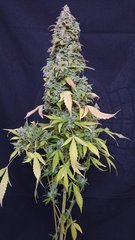 #11 phéno3 - Sensi seeds - Cut 12/12+109