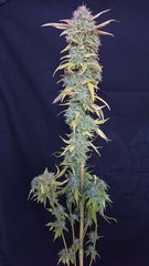 Lemon Zkittle phéno 2 - Dutch Passion - Cut 12/12+109