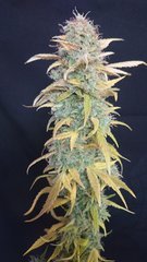 Lemon Zkittle phéno 2 - Dutch Passion - Cut 12/12+109