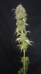 #32 phéno1 - Sensi seeds - Cut 12/12+109