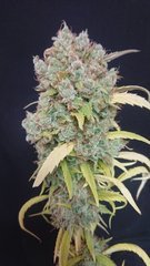 #32 phéno1 - Sensi seeds - Cut 12/12+109