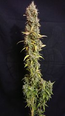Lemon Zkittle phéno 3 - Dutch Passion - Cut 12/12+109